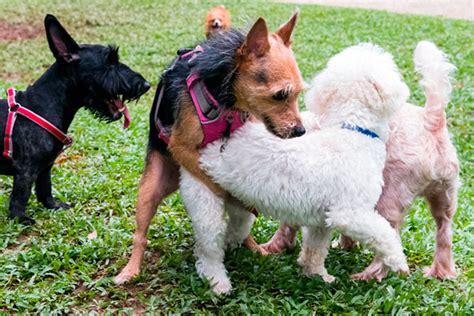 hombres follando a perras|Mi perrita en celo 2 Gaybeast .